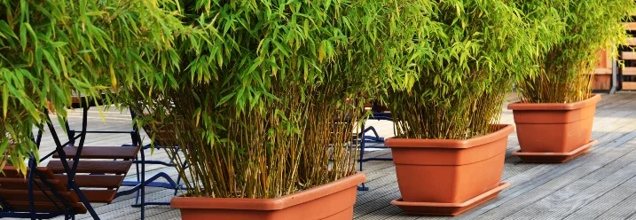 Drei Bambuspflanzen in Töpfen